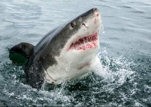 Shark Wallpaper Live screenshot 7