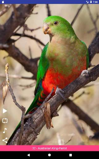 Bird Sounds स्क्रीनशॉट 10