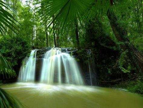 Jungle HD Wallpaper screenshot 4