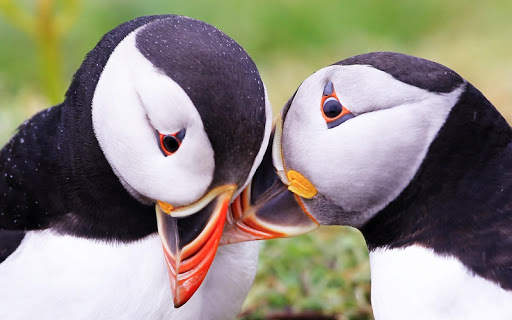 Atlantic Puffin Bird Wallpapers HD screenshot 7