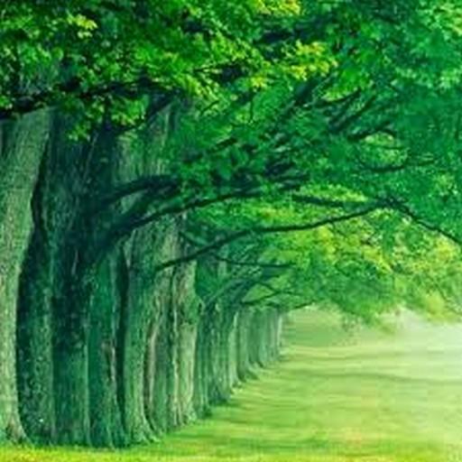 Green Nature HD Wallpaper आइकन
