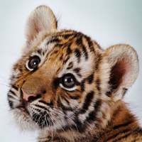 Amazing Tigers Wallpapers on 9Apps
