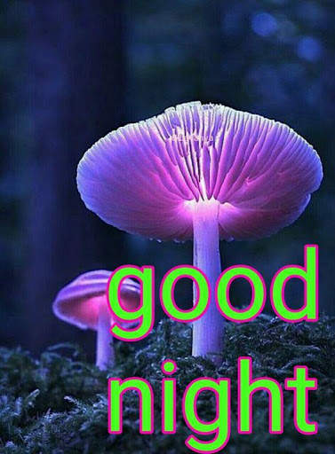 Good Night Gif screenshot 8