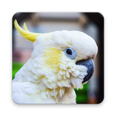 Cockatoo Bird Wallpaper HD icon