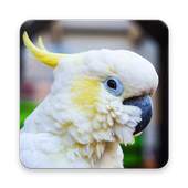 Cockatoo Bird Wallpaper HD 1.0