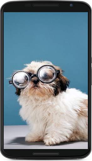 dog wallpaper screenshot 5