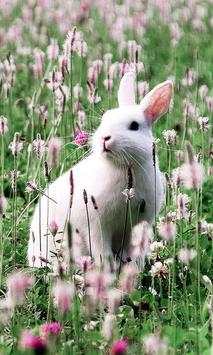 Funny Bunnies live wallpaper screenshot 1