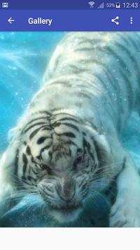 New Beautiful White Tiger Wallpapers screenshot 1