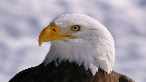 🦅 Eagle Wallpapers – Bird Wallpaper screenshot 5