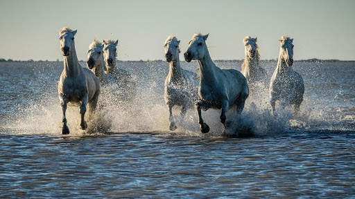 Horses Live Wallpaper : 7fon & LWP screenshot 12