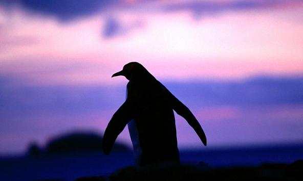 Penguin wallpapers screenshot 1