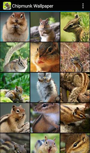 Chipmunk Wallpaper screenshot 1