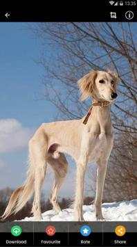 Saluki Dog Wallpaper screenshot 7