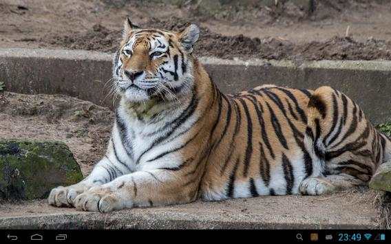 Tiger Live Wallpaper screenshot 5