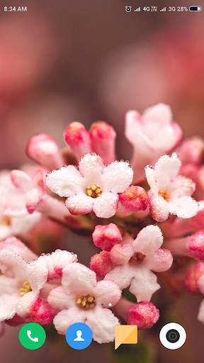 Macro Wallpaper HD screenshot 5