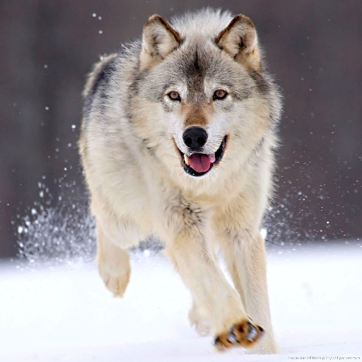 Wolf Wallpapers HD icon
