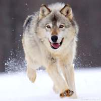 Wolf Wallpapers HD on 9Apps