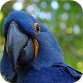Fly Birds Wallpaper 1.0