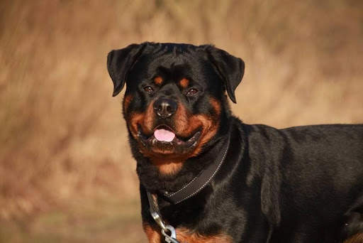 Rottweiler Wallpaper: Dog Wallpapers screenshot 6