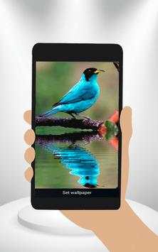 Bird Animated Wallpaper screenshot 1