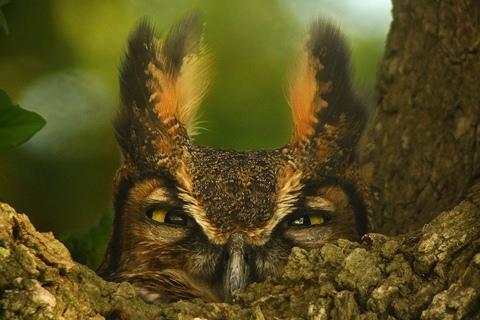 Owl Wallpaper screenshot 4