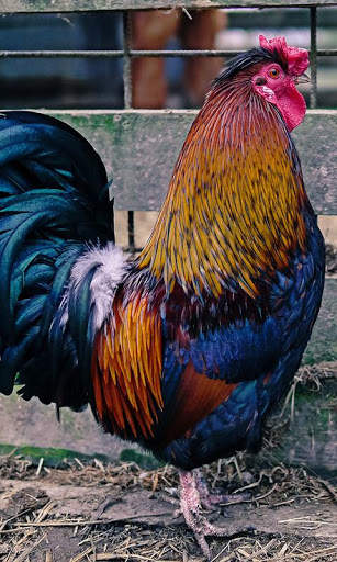 Cock Wallpaper screenshot 3