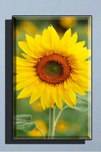 Sunflower Wallpaper HD full offline screenshot 2