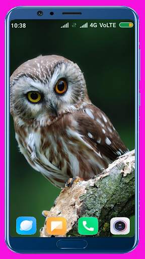 Owl Wallpaper screenshot 11