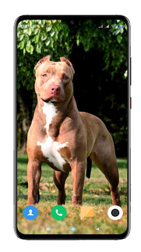 Pitbull Dog Wallpaper HD screenshot 5