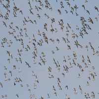 Flock of Birds Sound