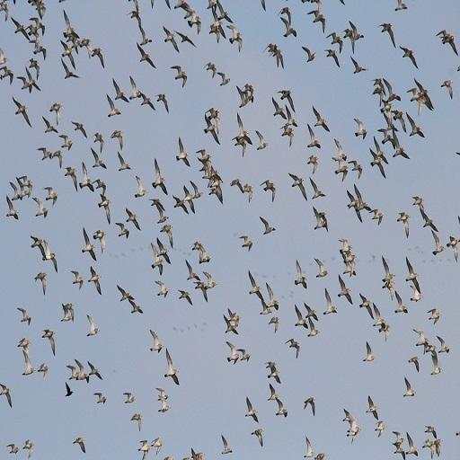 Flock of Birds Sound 1.0