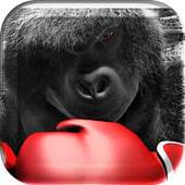 Monkey Boxing Live Wallpaper icon
