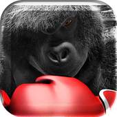 Monkey Boxing Live Wallpaper 4.0