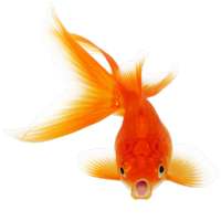 Fish Fire