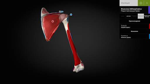 Anatomyka - 3D анатомия скриншот 13