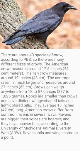 Crow Bird Fact screenshot 2