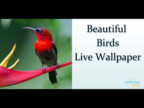 Beautiful Birds Live Wallpaper screenshot 1