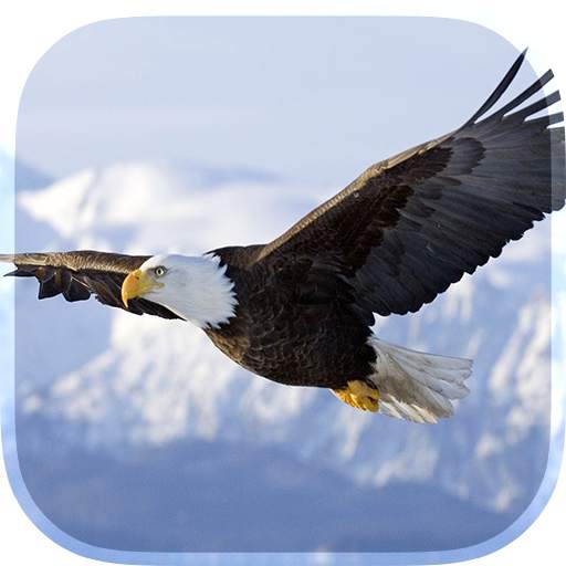 Eagle Live Wallpaper 6.0