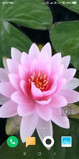 Lotus Wallpaper screenshot 2