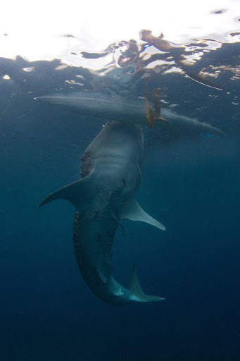 Shark Wallpapers HD screenshot 1