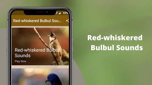 Red-whiskered Bulbul Sounds स्क्रीनशॉट 1