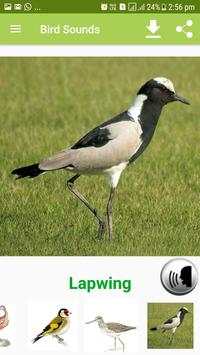 Bird Sound & Pictures screenshot 10