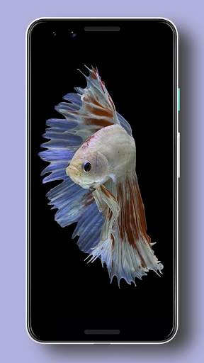 Wallpaper Ikan Cupang HD screenshot 6