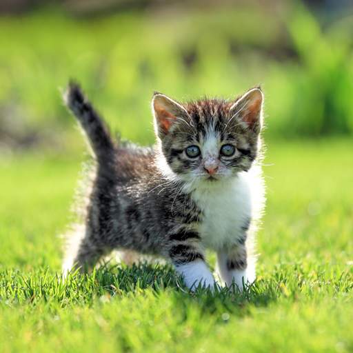 Cat Live Wallpaper 1.1.11