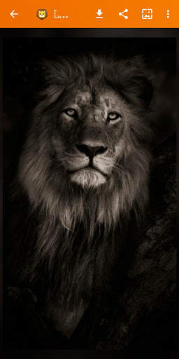 🦁 Lion Wallpaper : Wild King Backgrounds screenshot 18
