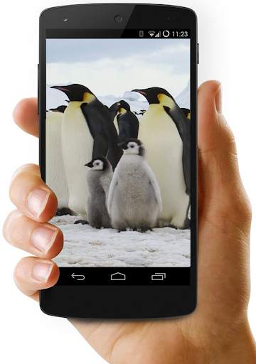 Penguins Video Live Wallpaper screenshot 1
