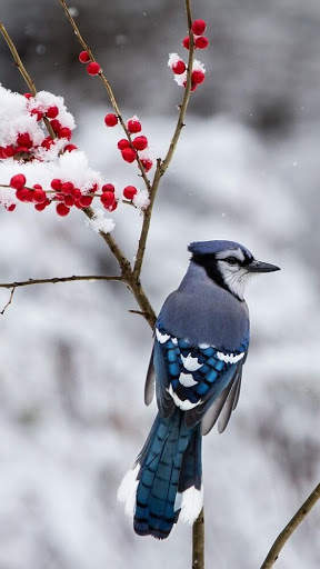Blue Jay Bird Wallpapers HD screenshot 5