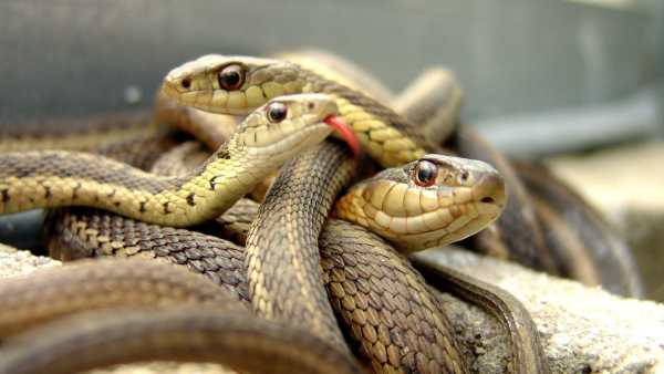 Snake Live Wallpaper : backgrounds hd स्क्रीनशॉट 4