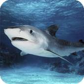 Tiger Shark Live Wallpaper 1.00