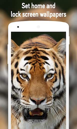 Tiger Wallpaper (4k) screenshot 11